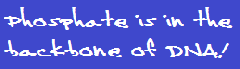 phosphate is in the backbone of DNA