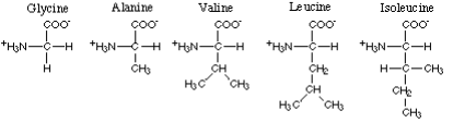 alifatic amino acids