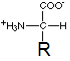 amino acid general structure