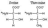 amino acids with hydroxyl group