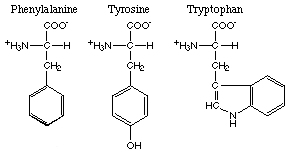 aromatic amino acids