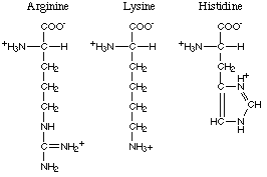 basic amino acids